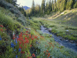 Wildflowers Along Chamberlain Creek  White Cloud Peaks  Sawtooth National Reservation Area  Idaho
