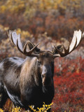 Bull Moose in Tundra  Denali National Park  Alaska  USA