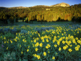 Wildflowers Near Lionshead Mountain  Gallatin National Forest  West Yellowstone  Montana  USA