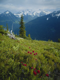 Magneta Paintbrush  White River Canyon  Mount Rainier National Park  Washington  USA