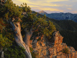Limber Pine and Limestone Cliff  Bear River Range  Mount Naomi Wilderness  Utah
