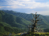 Twisted Tree in Lush Landscape  Bear River Range  Cache National Forest  Cache Valley  Idaho  USA
