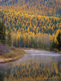 Larch Trees Reflect into Mcdonald Creek in Autumn in Glacier National Park  Montana  USA