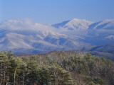 Forest with Snowcapped Mountains in Background  Great Smoky Mountains National Park  Tennessee