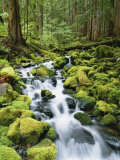 View of Creek in Old Growth Rainforest  Olympic National Park  Washington  USA