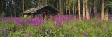 Abandoned Cabin and Fireweed  Ross River Area  Yukon  Canada