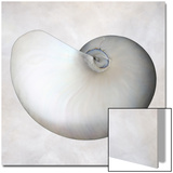 Still Life of a Shell