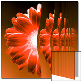 Gerbera Flower Vertical Slivers