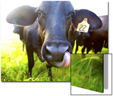 Close-Up of Cow with Tongue Up its Nose