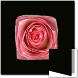 Cubic Pink Rose