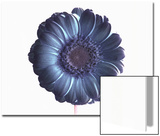 De-Saturated Flower