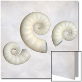 Still Life of 3 Shells