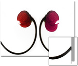 Two Poppies  Digital Art