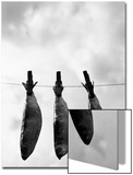 Drying Sardines on Clothesline