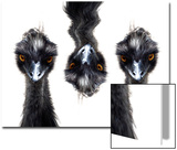 Three Emus