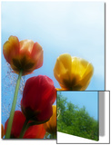 Tulips from a Low Angle