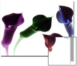 4 Lilies in Neon Colors with White Background