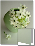 Still Life Photograph  a Green Vase with Ornithogalum Flowers