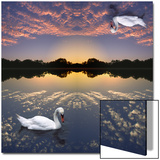 Computer Composite Image of Swan on Water Reflecting Sunset Clouds  with Another Swan Reflected in 