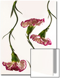 Flowing Carnation Flowers