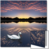 Composited Image of Swan in Lake