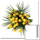 Yellow Tulips on a White Background