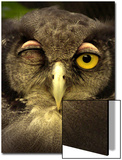 Winking Owl