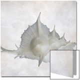 Still Life of a Shell