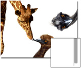 Giraffe  Emu and Offspring