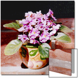 African Violet in Bright Light