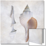 Still Life of Two Shells