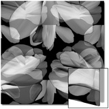 Floral Petals Upon Petals