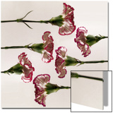 Carnation Flowers in a Row