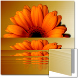 Gerbera Flower as Rising Sun