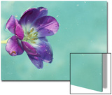 Flower Floating in Water