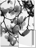 Magnolia Blossoms Silhouetted in Black and White on a Tree