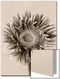 Still Life Photograph  a Gerbera Close-Up with Sepia Toning