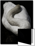 A Sleeping Swan