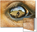 Close-Up of Horse Eye