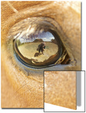 Horse Eye