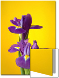Still Life Photograph  Iris Flowers with Strong Yellow Colour Background