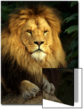 Lion (Panthera Leo) Portrait