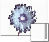 Irridescent Flower