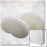 Still Life of Two Shells
