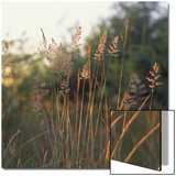 Orchard Grass  Washington