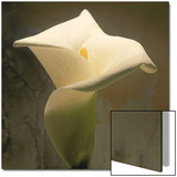 Calla Lily (Zantedeschia Aethiopica)  Spring  Oregon  North America