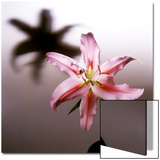 Pink Lily Blossom with Shadow
