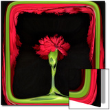 Red Carnation as in a Stage