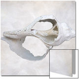 Still Life of a Shell