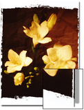 Three Freesia